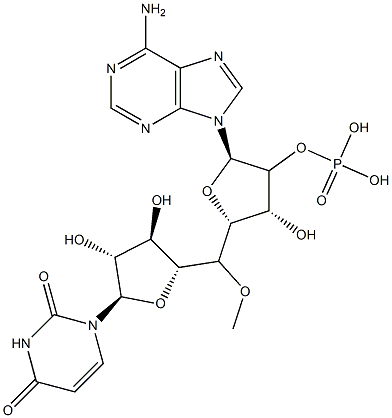 uridylyl-(2'-5')-adenosine 结构式