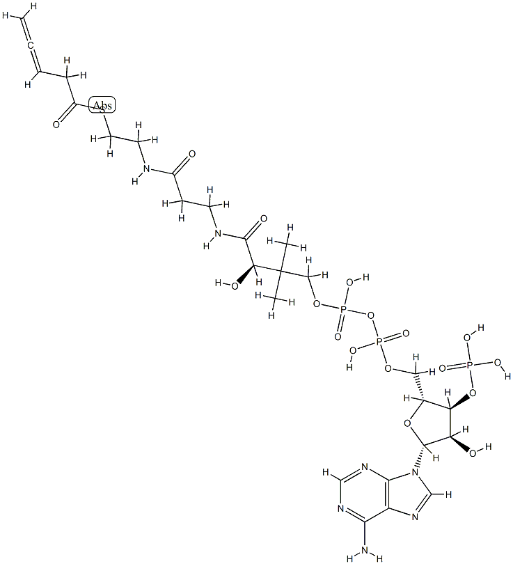 3,4-pentadienoyl-coenzyme A Structure