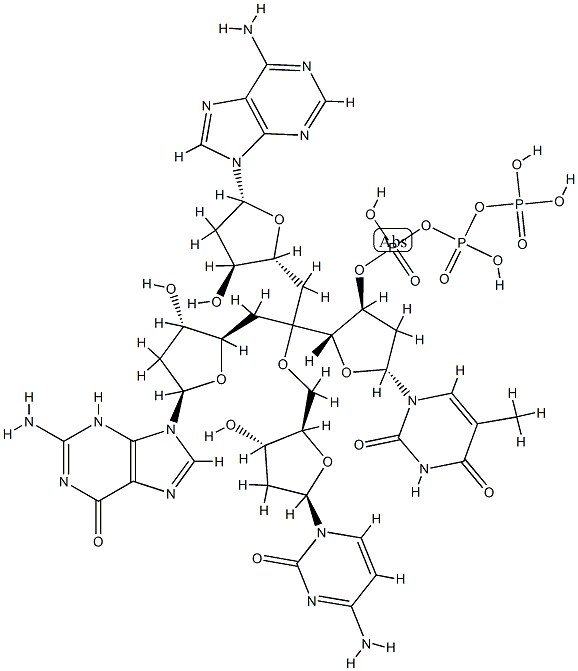 deoxy-(adenylyl-guanylyl-cytidylyl-thymidine) Struktur