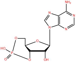 amp cyclic water non dissolved molecule template