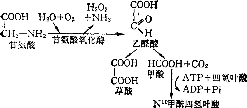 甘氨酸的氧化过程