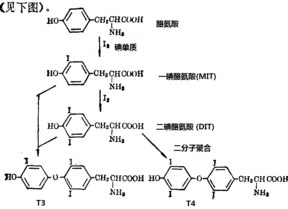 酪氨酸的碘化和T4、T3合成步骤