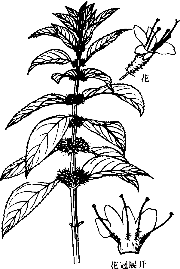 薄荷植物图