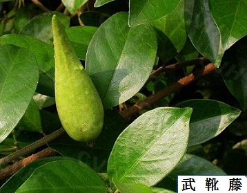 匙羹藤武靴藤提取物武靴藤酸匙羹藤酸25%75%HPLC