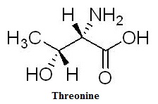 Threonine Structure