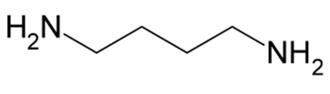 structure of putrescine