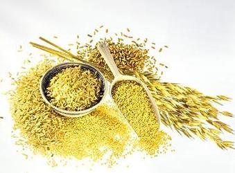小麦胚芽油是从小麦胚芽中提取出来的一种谷 物胚芽油,富含维生素e(ve