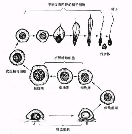 各级生精细胞形态学结构特征,图片来源于:《生殖医学》.王心如主编.