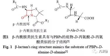 β-内酰胺结构式