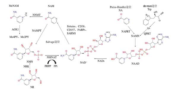 NMN的代谢生化途径.jpg