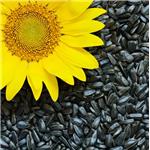 Sunflower extract; Phosphatidylcholine