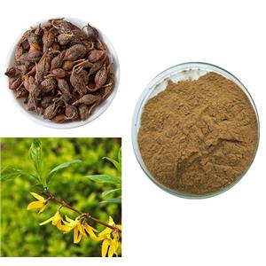 Weeping Forsythia Extract CP2000