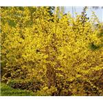 Weeping Forsythia Extract CP2000