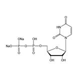 Uridine 5’-diphosphate disodium salt（UDP-Na2）