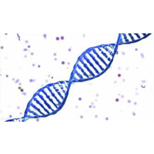 DAPI双链DNA染料