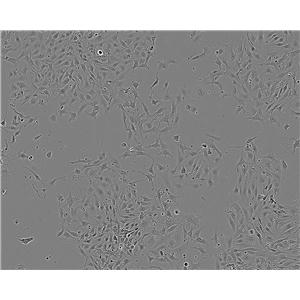 N9 小鼠小胶质细胞系