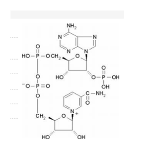 氧化型辅酶Ⅱ自由酸