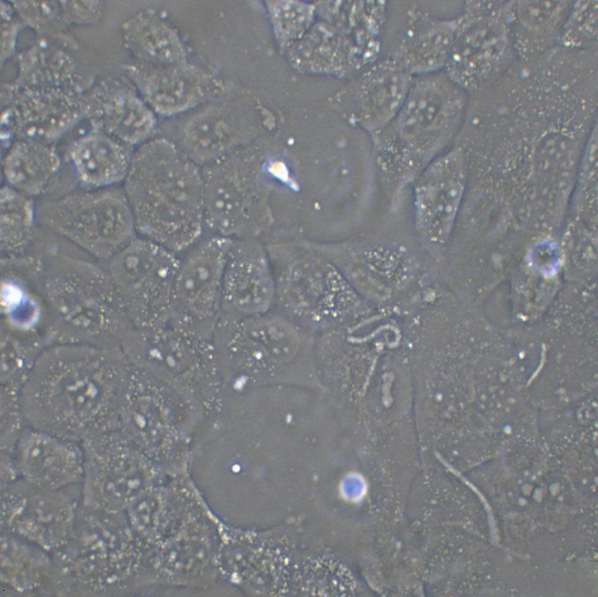 scc7 cell|小鼠鳞状细胞癌细胞