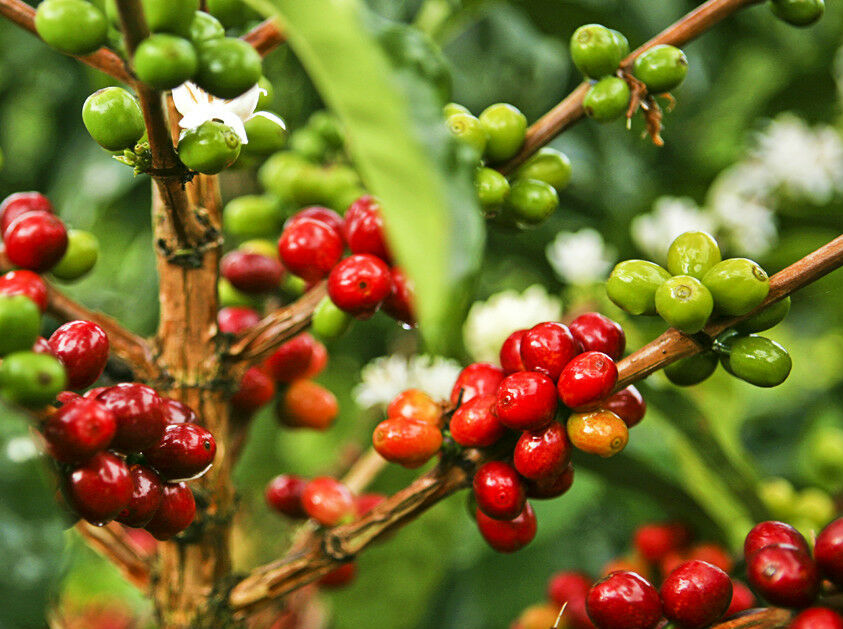 绿咖啡豆