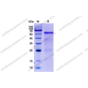 流式抗体：Human GOLM1/GP73 Antibody (SAA0106) FHJ23810