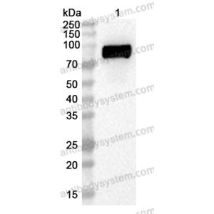 流式抗体：Human CD213a2/IL13RA2 Antibody (47#) FHG85010