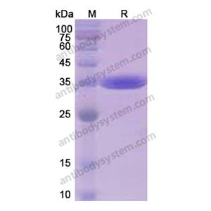 流式抗体：Human CD324/CDH1 Antibody (SAA0269) FHC95220