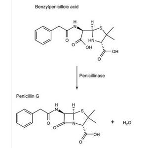 B类碳青霉烯酶