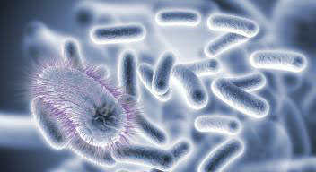 丁酸梭菌 产品图片