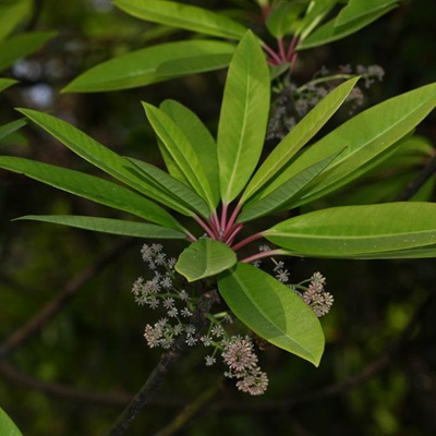相关植物-交让木