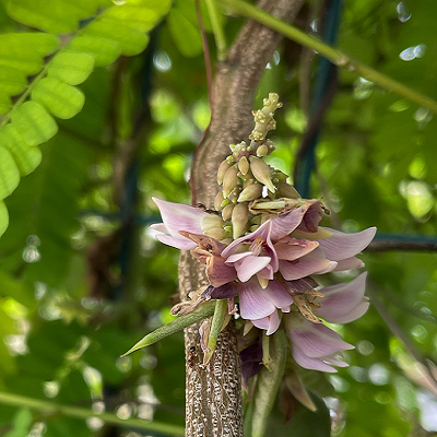 相关植物-广州相思子