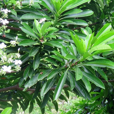 相关植物-海杧果