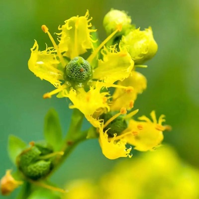 相关植物-芸香