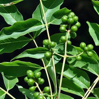 相关植物-黄柏