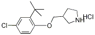 3-{[2-(tert-Butyl)-4-chlorophenoxy]-methyl}pyrrolidine hydrochloride Struktur