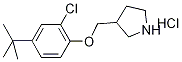 3-{[4-(tert-Butyl)-2-chlorophenoxy]-methyl}pyrrolidine hydrochloride Struktur
