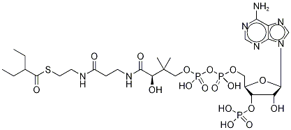2-Ethylbutyryl Coenzyme A