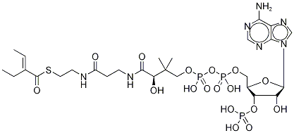 2-Ethyl Crotonyl Coenzyme A