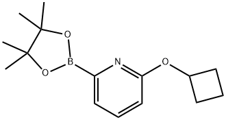 6-(シクロブトキシ)ピリジン-2-ボロン酸ピナコールエステル 化学構造式