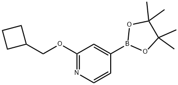 2-(cyclobutylmethoxy)-4-(4,4,5,5-tetramethyl-1,3,2-dioxaborolan-2-yl)pyridine Struktur