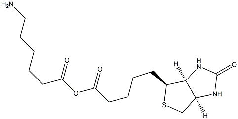 (+) Biotinyl-6-aMinohexanoic acid Structure