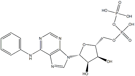Adenosine 5'-(trihydrogen diphosphate), N-phenyl- Structure