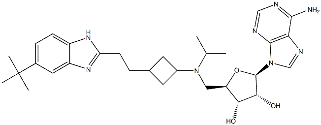 (2R,3R,4S,5R)-2-(6-amino-9H-purin-9-yl)-5-(((3-(2-(5-tert-butyl-1H-benzo[d]imidazol-2-yl)ethyl)cyclobutyl)(isopropyl)amino)methyl)tetrahydrofuran-3,4-diol,,结构式