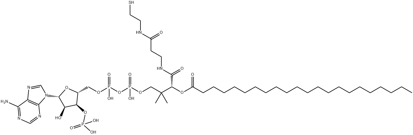ベヘノイル-CoA 化学構造式