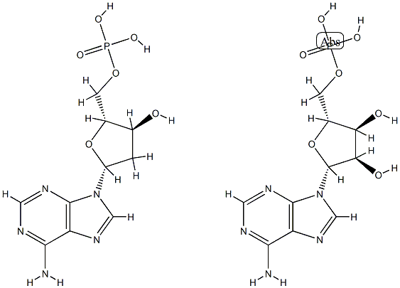 Poly(A)-poly(dA) Structure
