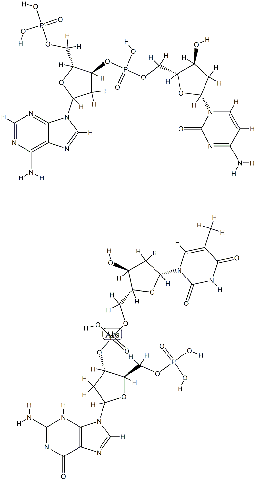 poly(d(A-C).d(G-T)) Struktur