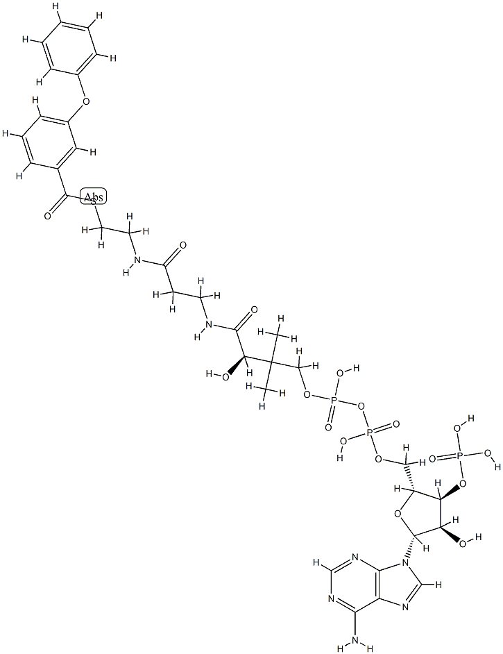 3-phenoxybenzoyl-coenzyme A Structure