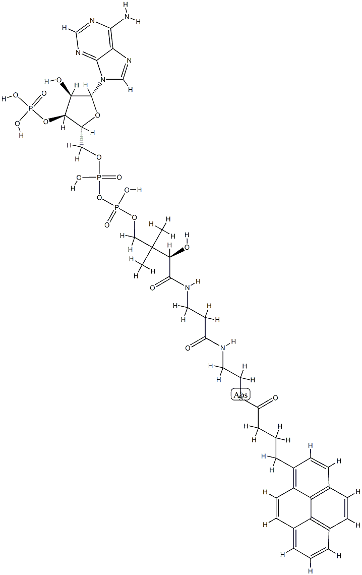 1-PYRENEBUTANOYL COENZYME A (AMMONIUM SALT);04:0 PYRENE COENZYME A, 81923-89-9, 结构式