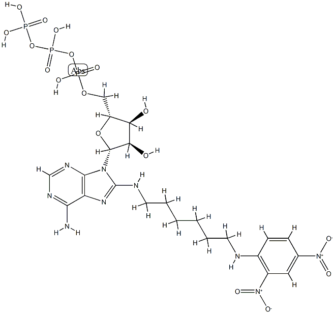 8-(2,4-dinitrophenyl-2,6-aminohexyl)aminoadenosine 5'-triphosphate,84563-30-4,结构式
