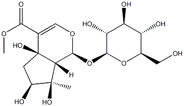 Lamiide Struktur