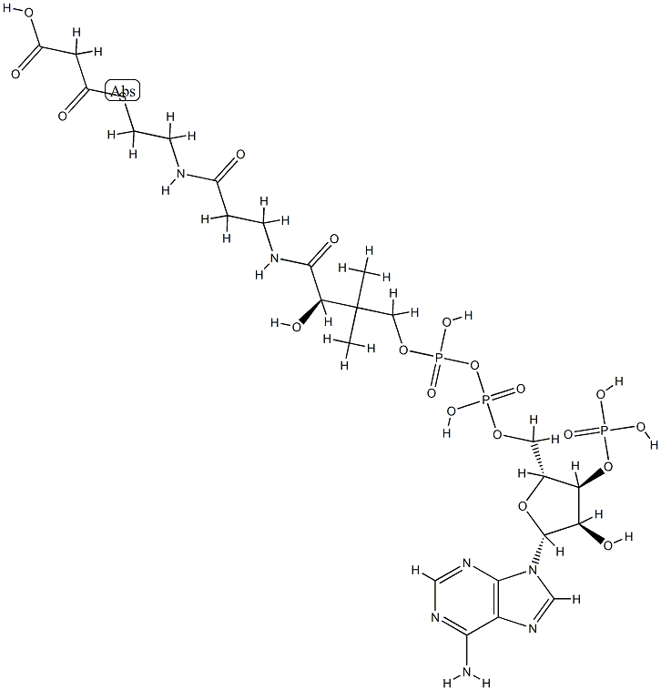S-(hydrogen malonyl)coenzyme A Struktur
